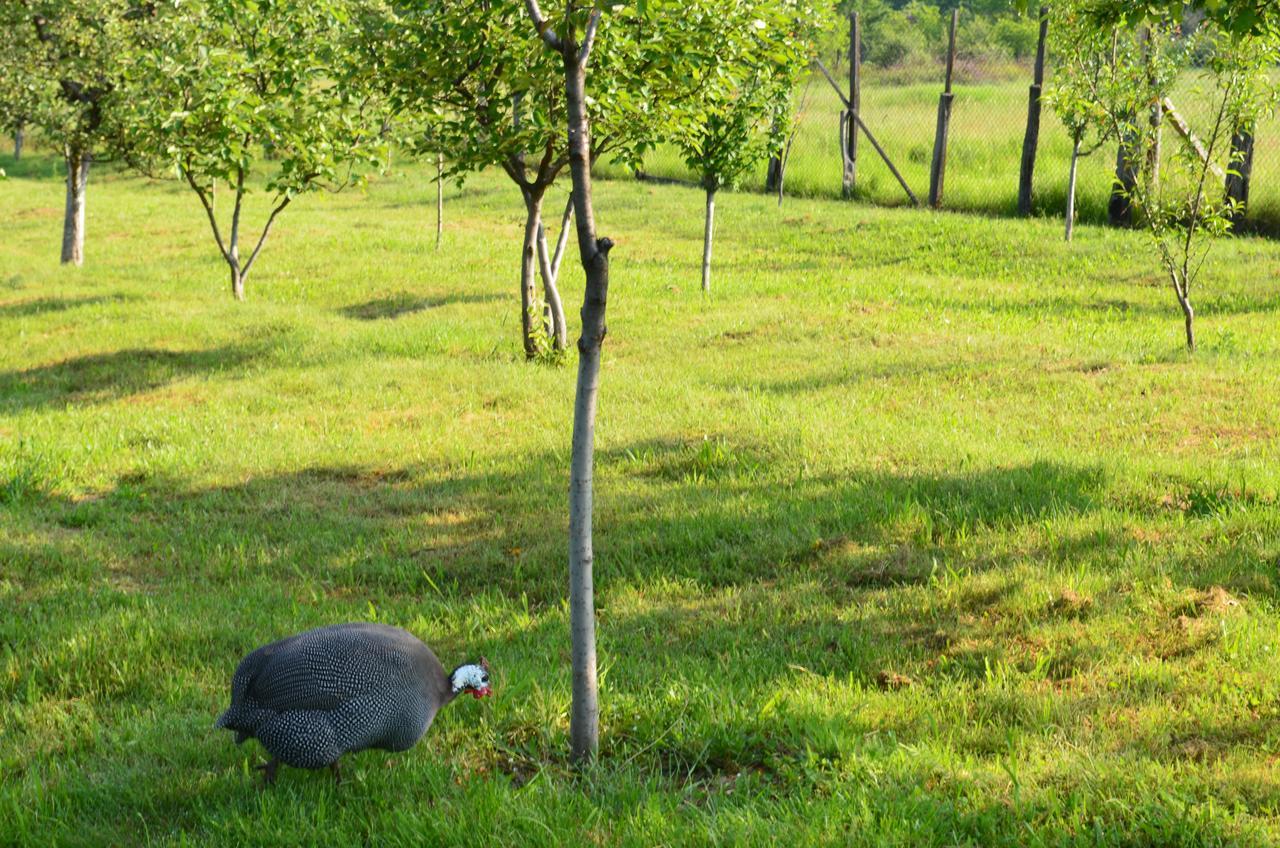 Pensiunea Koruna Poenari Exteriér fotografie